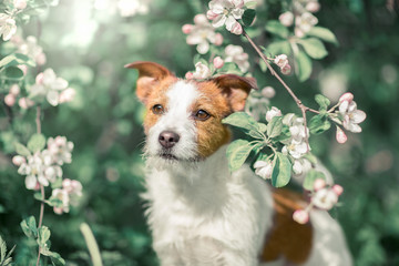 Jack Russell Terrier sitting in a tree on a background of white flowers in the garden.