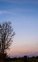 Silhouette tree and the full moon in the evening sky