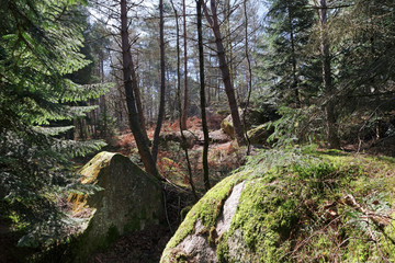 Rocher des Princes rock in Fontainebleau forest