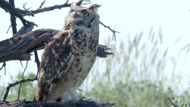 Great Horned Owl sitting on tree in Africa