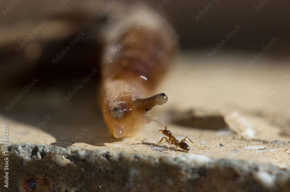 Wall mural snail