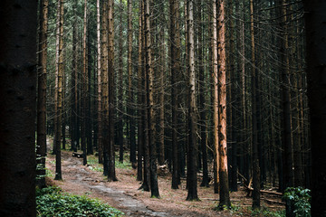 The path in the forest