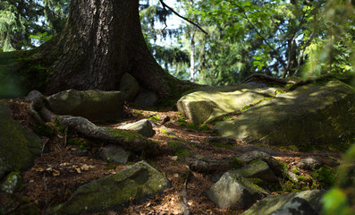 The roots of old trees in the forest