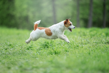 Happy funny terrier dog playing, running and jumping