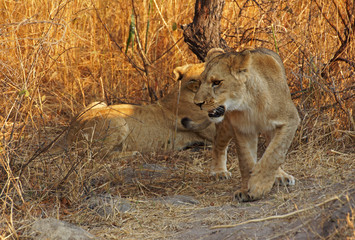 two young lions hidden in the grass of savanna