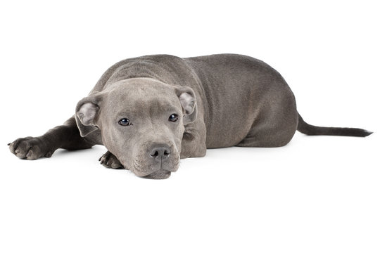 Cute puppy staffbull on a white background isolated