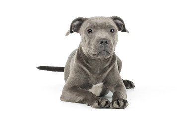 Cute puppy staffbull on a white background isolated
