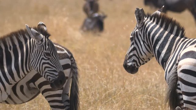 Close up of zebras