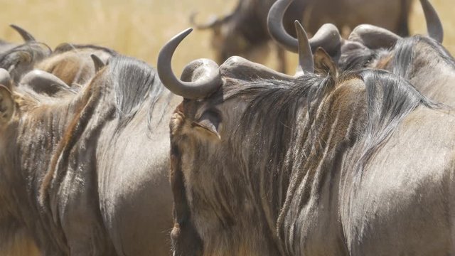 Close up of a gnu in a herd