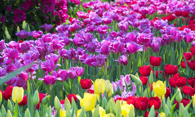 Field of colorful tulips bloom colorful in the garden in the morning sunshine beautifully.
