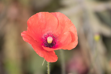 Pink Poppy flowers