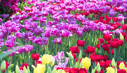 Field of colorful tulips bloom colorful in the garden in the morning sunshine beautifully.