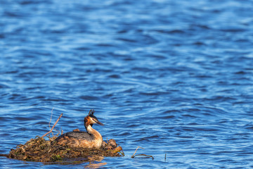 Great crested grebe nesting in the lake