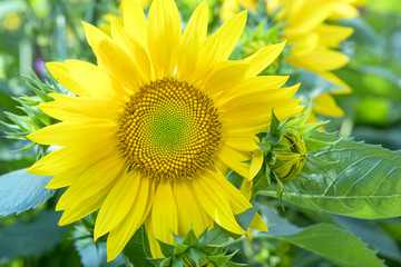 Sunflower or chrysanthemum blossoming in the spring morning is beautiful