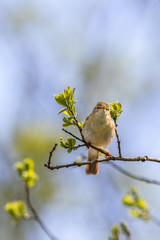 Willow Warbler on a tree branch at spring