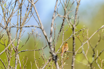 Sedge Warbler sits and shows the back of a branch of the tree