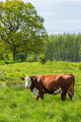 Cow in high grass in the pasture