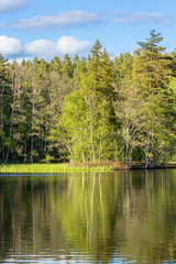 Glassy lake in the woods