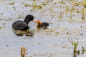 Coot feeding her chicken in the water