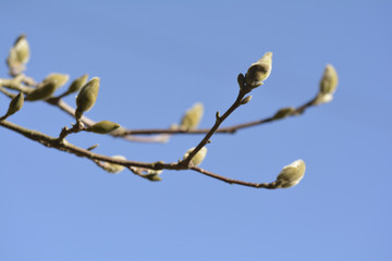 Magnolienknospen im Frühling