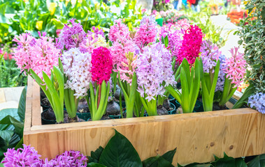 Hyacinthus blossom in the garden is beautiful colorful shimmering in the early morning
