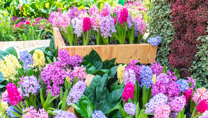 Hyacinthus blossom in the garden is beautiful colorful shimmering in the early morning