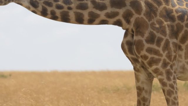 The body of a giraffe