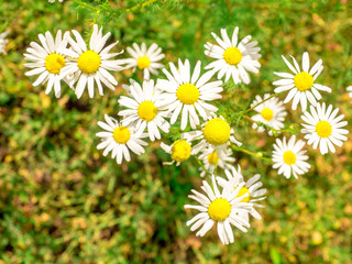 Fototapeta premium Flowering. Chamomile. Blooming chamomile field, Chamomile flowers on a meadow in summer, Selective focus