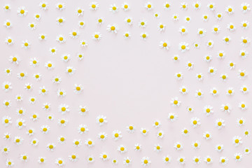 Top view of round frame of chamomiles and leaves on white background, Flat lay, view from above, summer concept