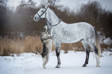 Horse leads the dog by the bridle. Orlovskiy Trotter and Alaskan Malamute