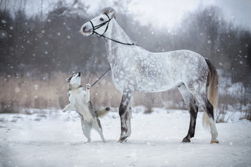 Horse leads the dog by the bridle. Orlovskiy Trotter and Alaskan Malamute