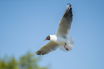 Flying Seagull in the blue sky. Sunny weather