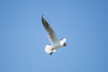 Flying Seagull in the blue sky. Sunny weather