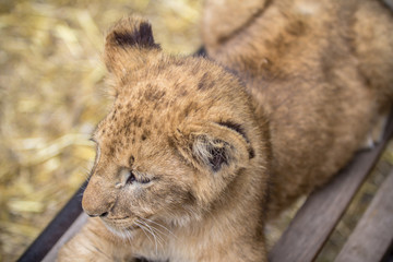 Lion cub on the bench