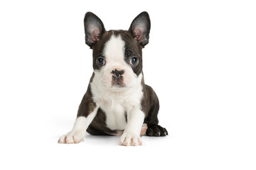 Cute puppy Boston Terrier on white background