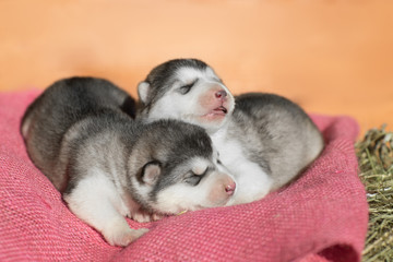 Fototapeta na wymiar Cute Puppy Alaskan Malamute 5 days