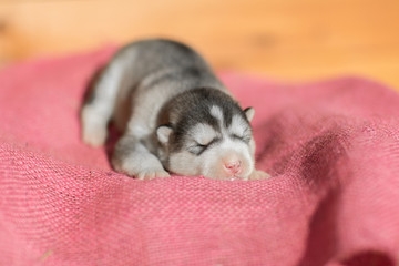 Fototapeta na wymiar Cute Puppy Alaskan Malamute 5 days