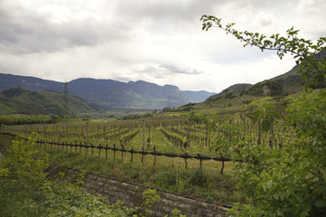 Fototapeta premium Weinanbau