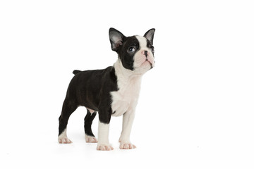 Cute puppy Boston Terrier on white background