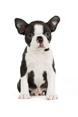 Cute puppy Boston Terrier on white background