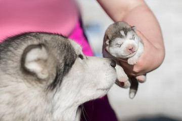 Fototapeta na wymiar Cute Puppy Alaskan Malamute 5 days