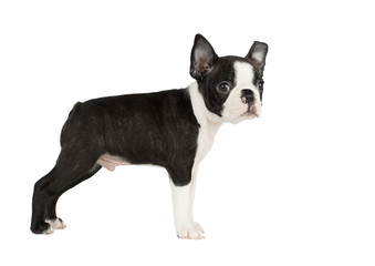 Cute puppy Boston Terrier on white background