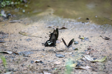 butterfly