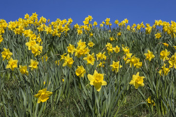 Daffodils in the Springtime