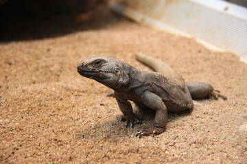 The Lizard / The Small Monitor lizard