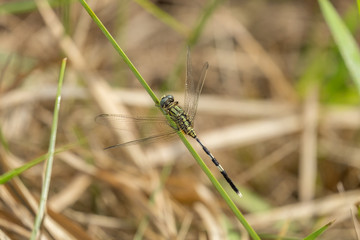 dragon fly with blur background