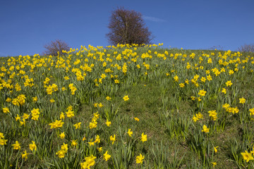 Daffodils During the Spring Season