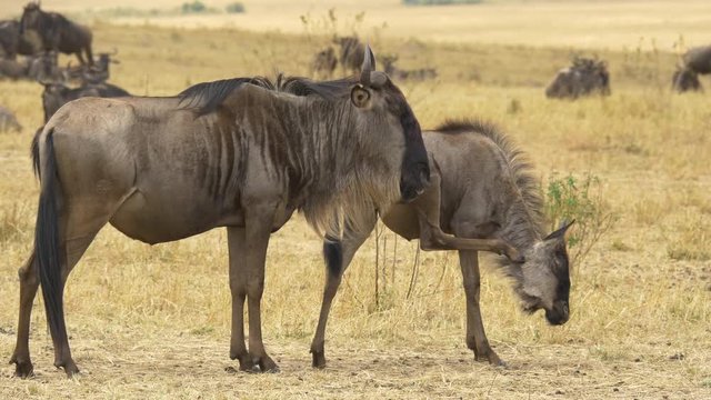 Gnu and young gnu in Masai Mara