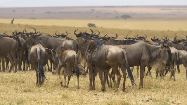 Herd of gnus on dry plains