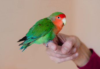 Love bird standing on a person's finger